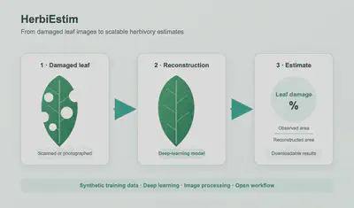 HerbiEstim workflow: a damaged leaf is reconstructed before the missing area is calculated