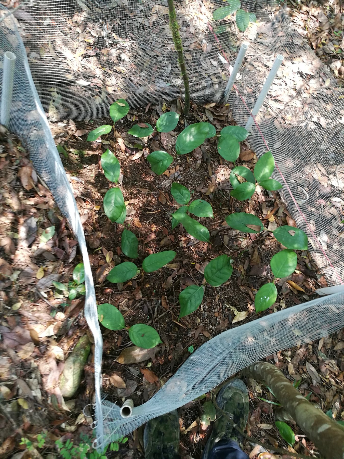 Young plants protected by mesh during a forest experiment
