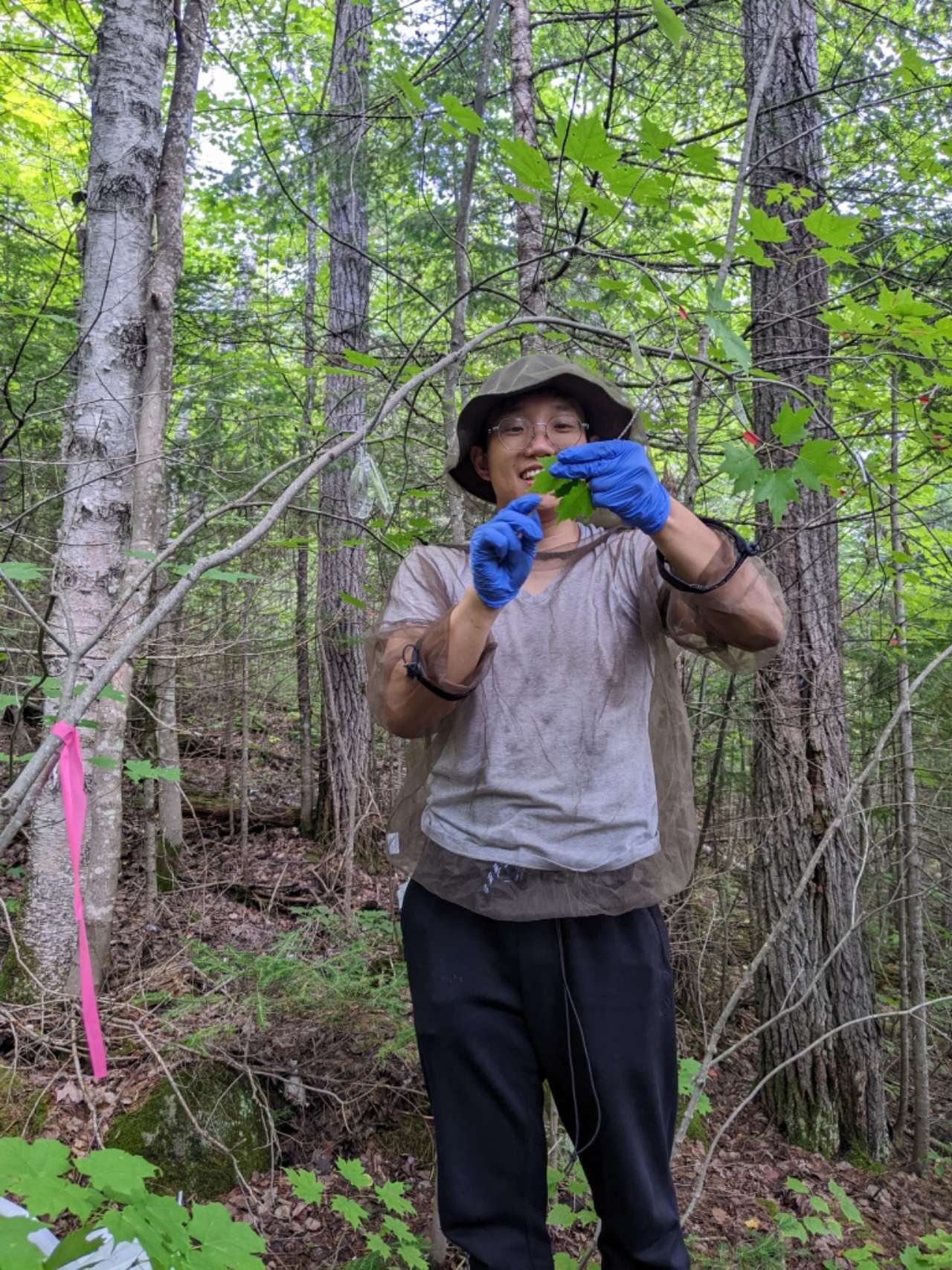 Examining a leaf during a forest field experiment