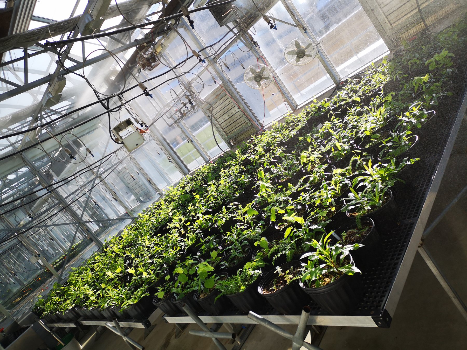 Rows of plants growing in a greenhouse experiment