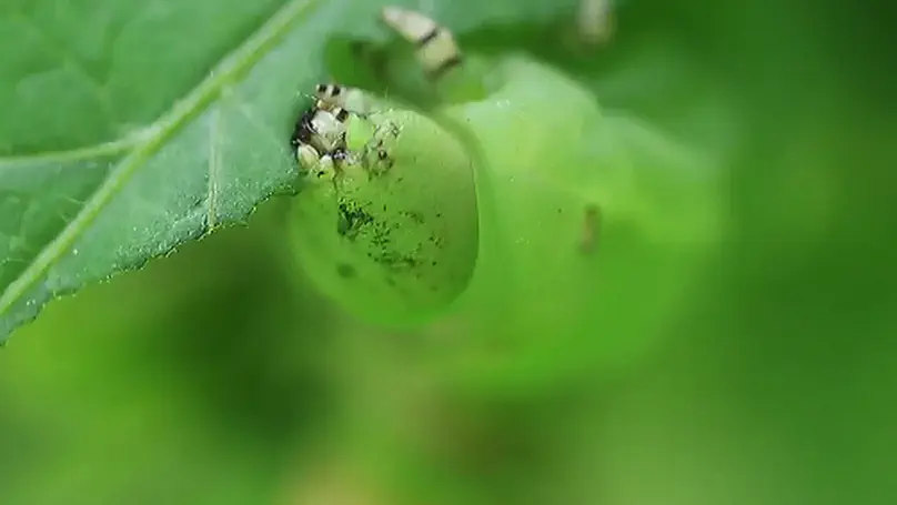 Insect herbivore and Phytopathogen