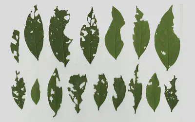 Leaves showing variation in insect herbivore damage