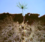 Root-associated fungi